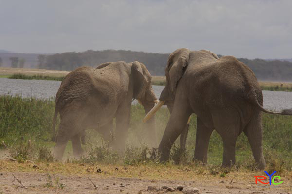 want-african-safari-in-kenya